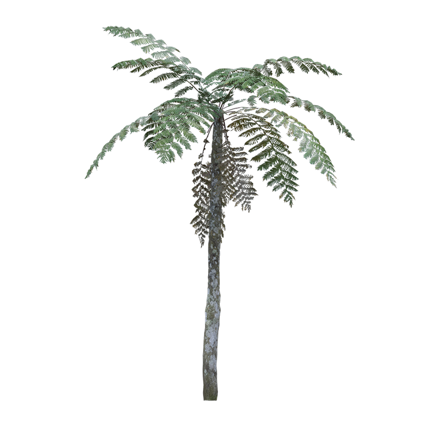 Pteridophyta - Fern